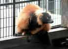 動物図鑑・アカエリマキキツネザルの写真 6